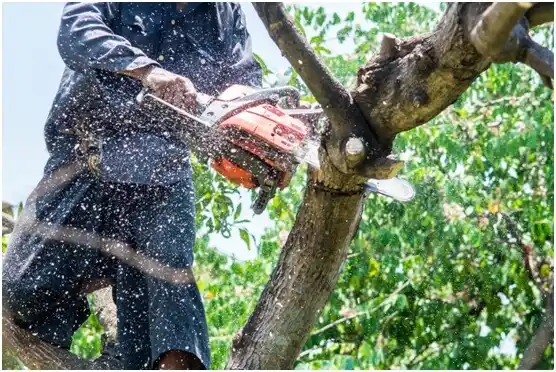 tree services Oak Creek
